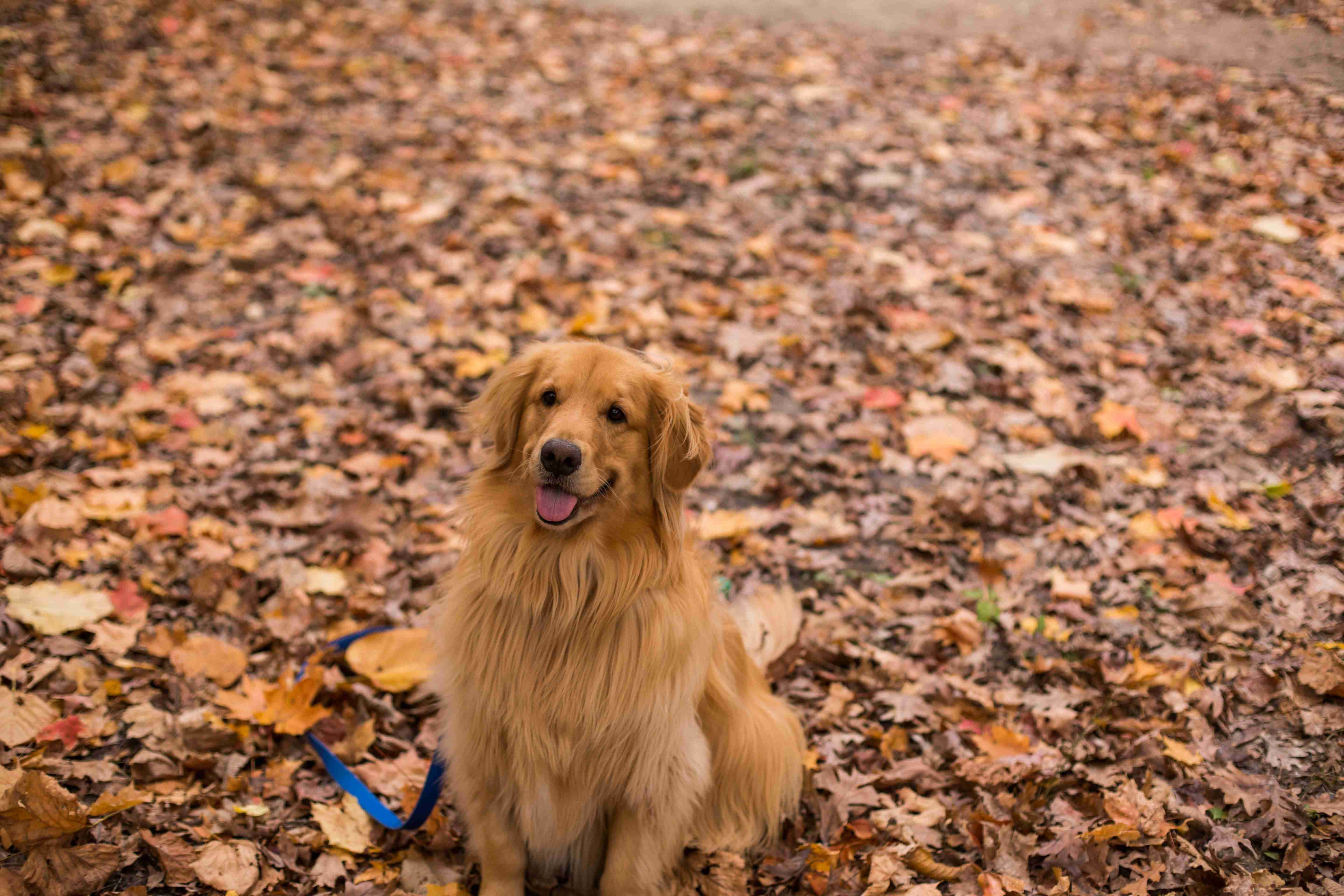 Can Golden Retrievers be prone to certain types of gastrointestinal issues?
